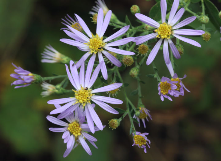 Asters